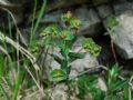 Euphorbia variabilis